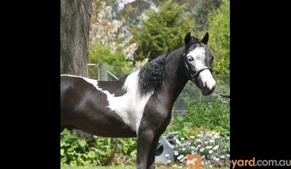 Miniature Horse Colt AMHA/MHAA on HorseYard.com.au