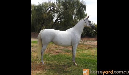 Pure Arabian Mare on HorseYard.com.au