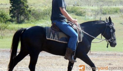 Quiet Jet Black QH Gelding + VIDEO+ on HorseYard.com.au