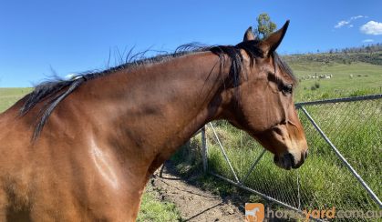 All rounder with good basic education  on HorseYard.com.au