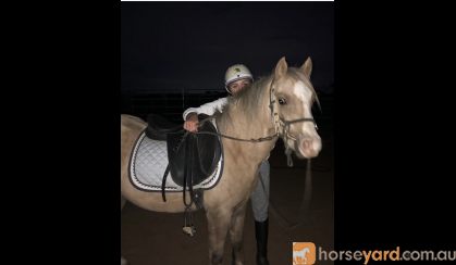 Welsh gelding  on HorseYard.com.au