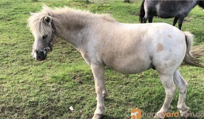 Palouse pony gelding on HorseYard.com.au