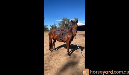 ‘Cedervale cattlegirl’ -stockhorse mare on HorseYard.com.au