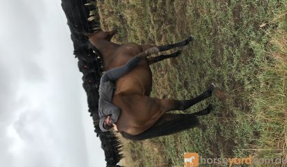 Whiskey-TB Gelding on HorseYard.com.au