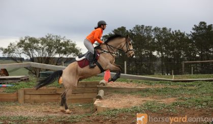 Next jumping mount  on HorseYard.com.au