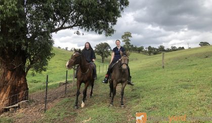 Jimmy  on HorseYard.com.au