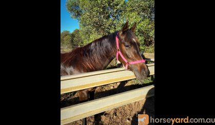 4yo standardbred mare on HorseYard.com.au