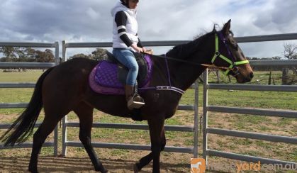 beautiful bay thoroughbred mare on HorseYard.com.au