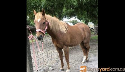 ARP Chestnut Gelding on HorseYard.com.au