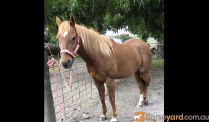 ARP Chestnut Gelding on HorseYard.com.au