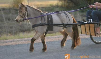 Miniature Horse Mare Full American Buckskin on HorseYard.com.au