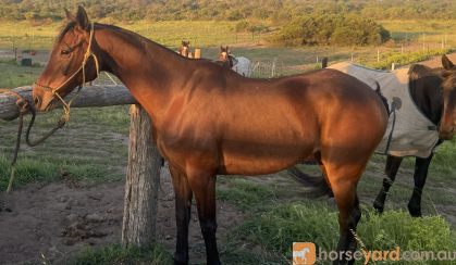 ASH Gelding on HorseYard.com.au