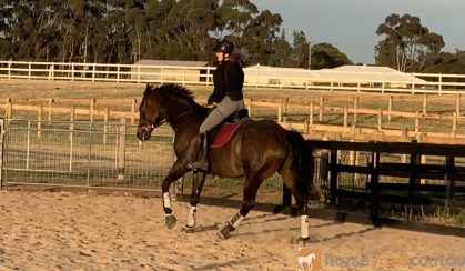 17hh 14yo TB Gelding on HorseYard.com.au