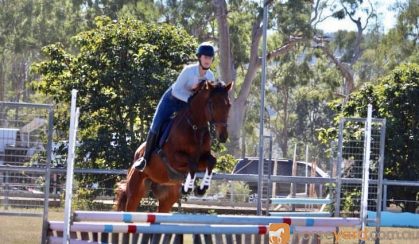 Quiet OTT Gelding  on HorseYard.com.au