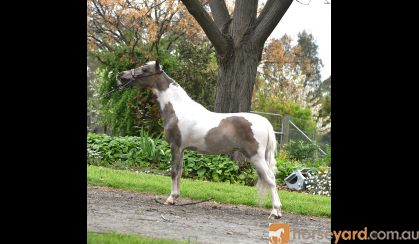 Miniature Horse Filly on HorseYard.com.au