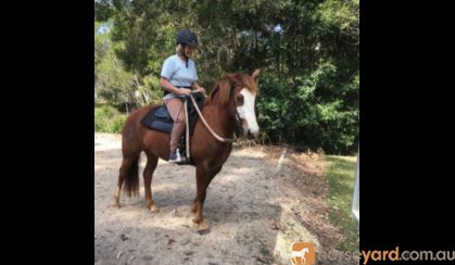 This Quarter Horse is Stella!! on HorseYard.com.au