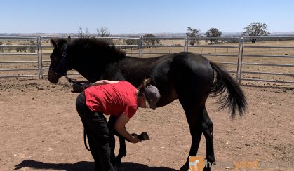 Dual Registered Waler gelding on HorseYard.com.au