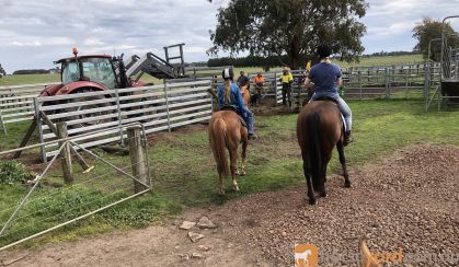 ARP Chestnut Gelding on HorseYard.com.au