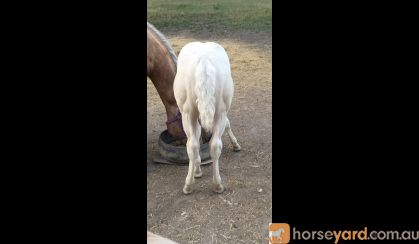 Cremello QH colt on HorseYard.com.au