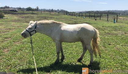 White Gelding Pony  on HorseYard.com.au
