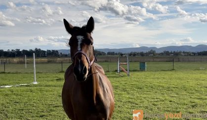 14.2hh 5y/o WB/TB Mare on HorseYard.com.au