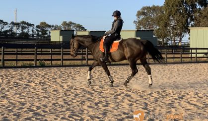 17hh 14yo TB Gelding on HorseYard.com.au