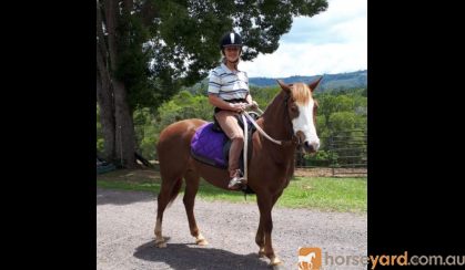 This Quarter Horse is Stella!! on HorseYard.com.au