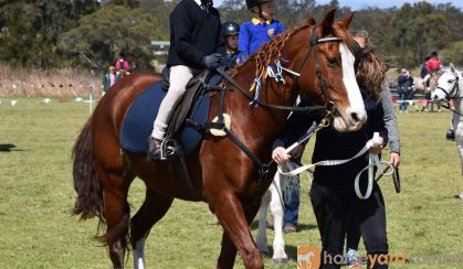 Quiet pony on HorseYard.com.au