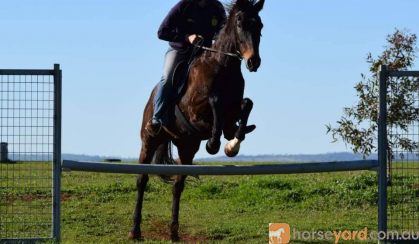 *SOLD*  15.1hh ALLROUNDER- needs a new home ASAP! on HorseYard.com.au