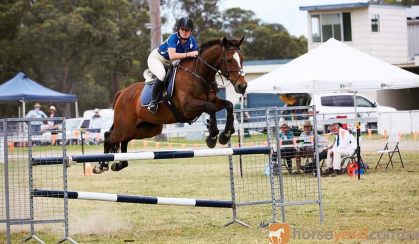 Perfect Gentleman on HorseYard.com.au