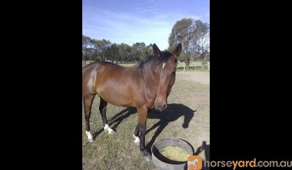 6yo stock horse geld  on HorseYard.com.au