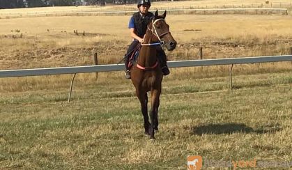 Tuskegee Commander (Commander)  on HorseYard.com.au