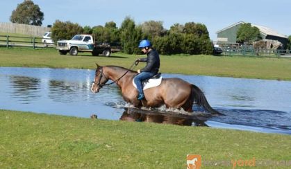 Bold, brave QH x Clydie Eventer. Sold on HorseYard.com.au