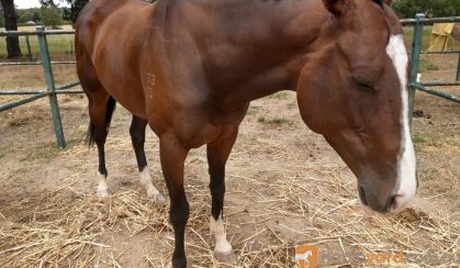 TB mare  on HorseYard.com.au