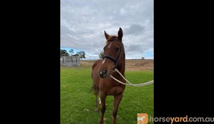 15.2 hh 9 year Old Chestnut TB Gelding For Sale Project on HorseYard.com.au