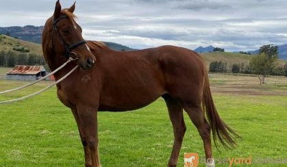 15.2 hh 9 year Old Chestnut TB Gelding For Sale Project on HorseYard.com.au