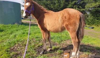 River - Stunning Clydie x Filly on HorseYard.com.au