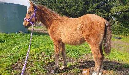 River - Stunning Clydie x Filly on HorseYard.com.au