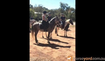 Pretty All Rounder, Quarterhorse x Arabian on HorseYard.com.au