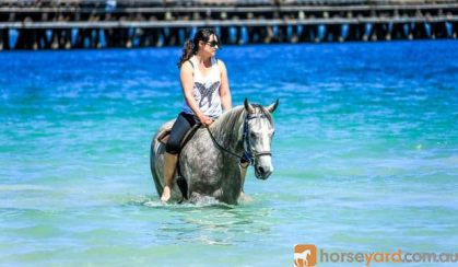 Pretty All Rounder, Quarterhorse x Arabian on HorseYard.com.au