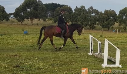 Flashy Riding Pony Gelding  on HorseYard.com.au