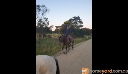 Flashy Riding Pony Gelding  on HorseYard.com.au