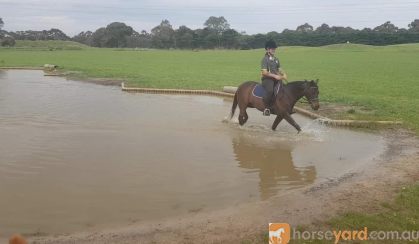 Flashy Riding Pony Gelding  on HorseYard.com.au