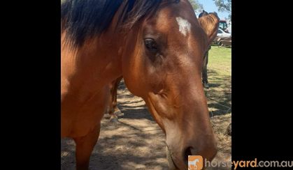 Stormy stockhorse mare on HorseYard.com.au