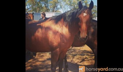 Stormy stockhorse mare on HorseYard.com.au