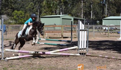Beautiful registered pony on HorseYard.com.au