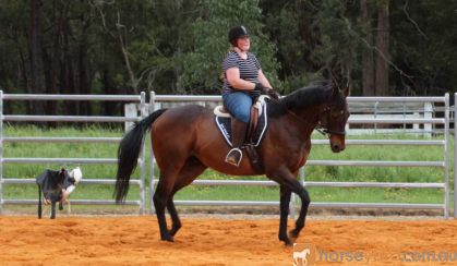 TB gelding on HorseYard.com.au