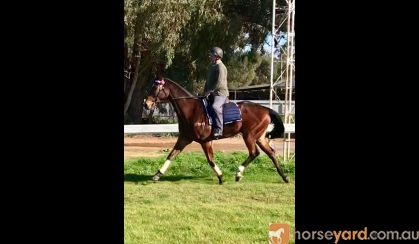 HUGE MOVING OTTB GELDING  on HorseYard.com.au