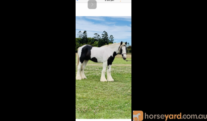 Purebred Gypsy Cob  on HorseYard.com.au