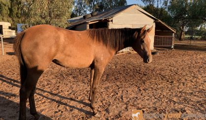 Anglo Arabian Filly on HorseYard.com.au